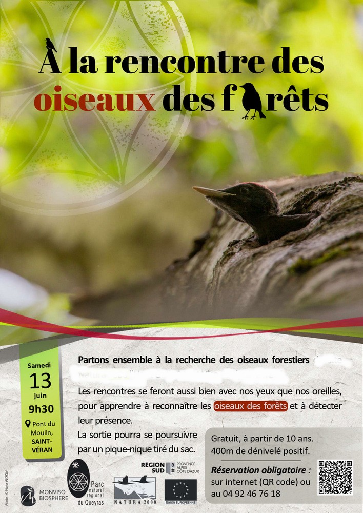 oiseau des forets